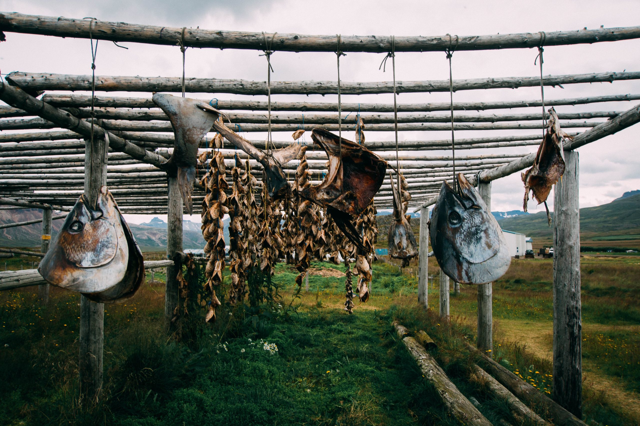 Dried fish hanging in Iceland