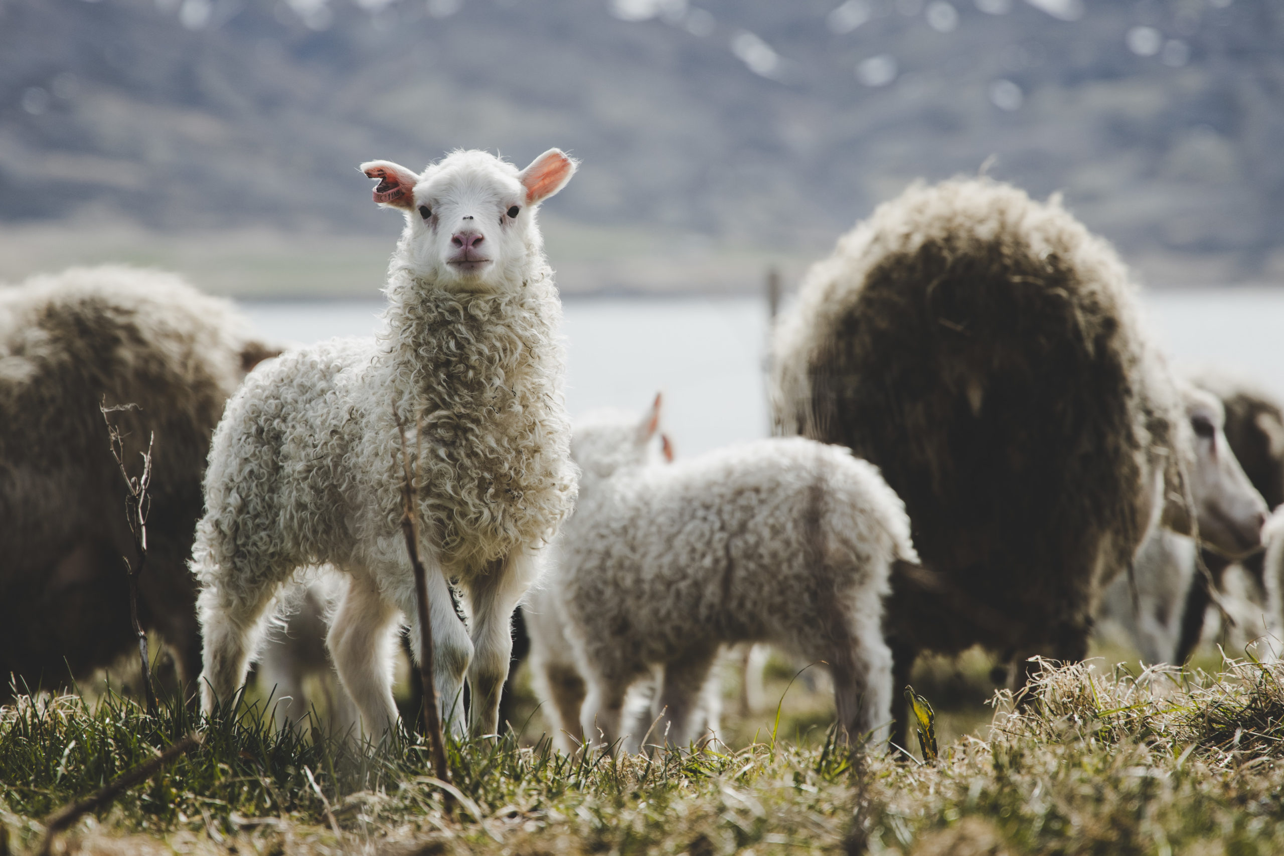 Icelandic Sheep