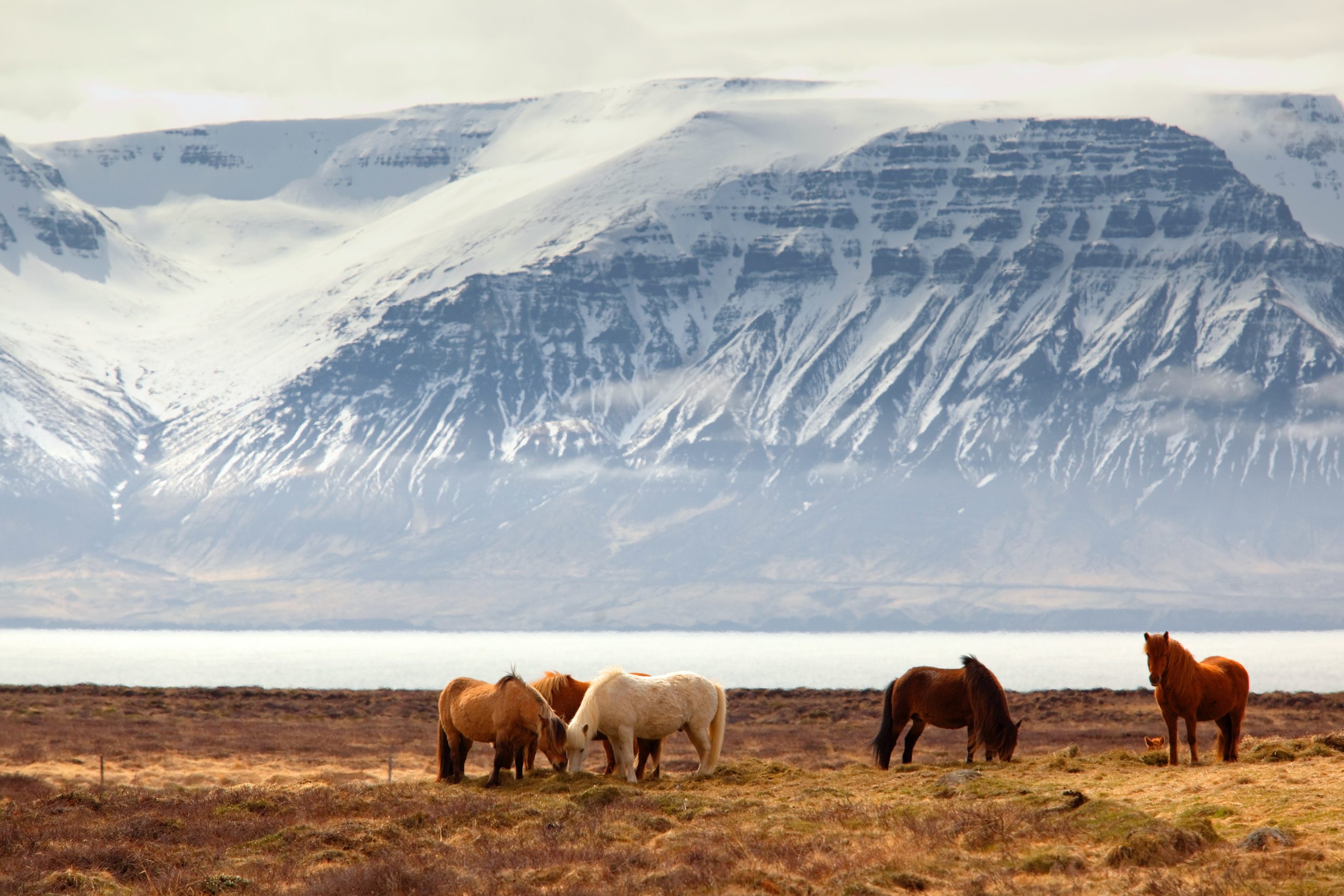 Icelandic horses grazing in the countryside