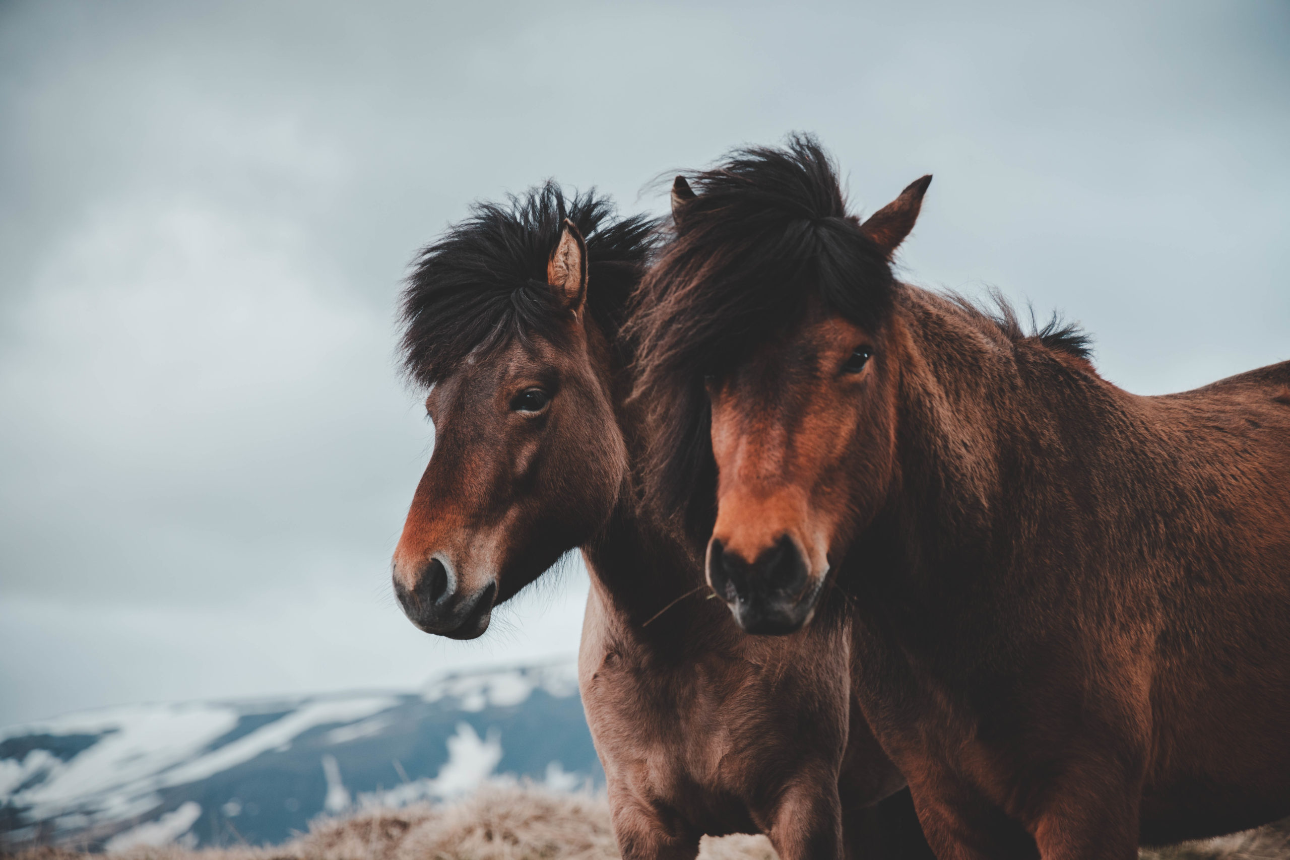 Horses in Iceland