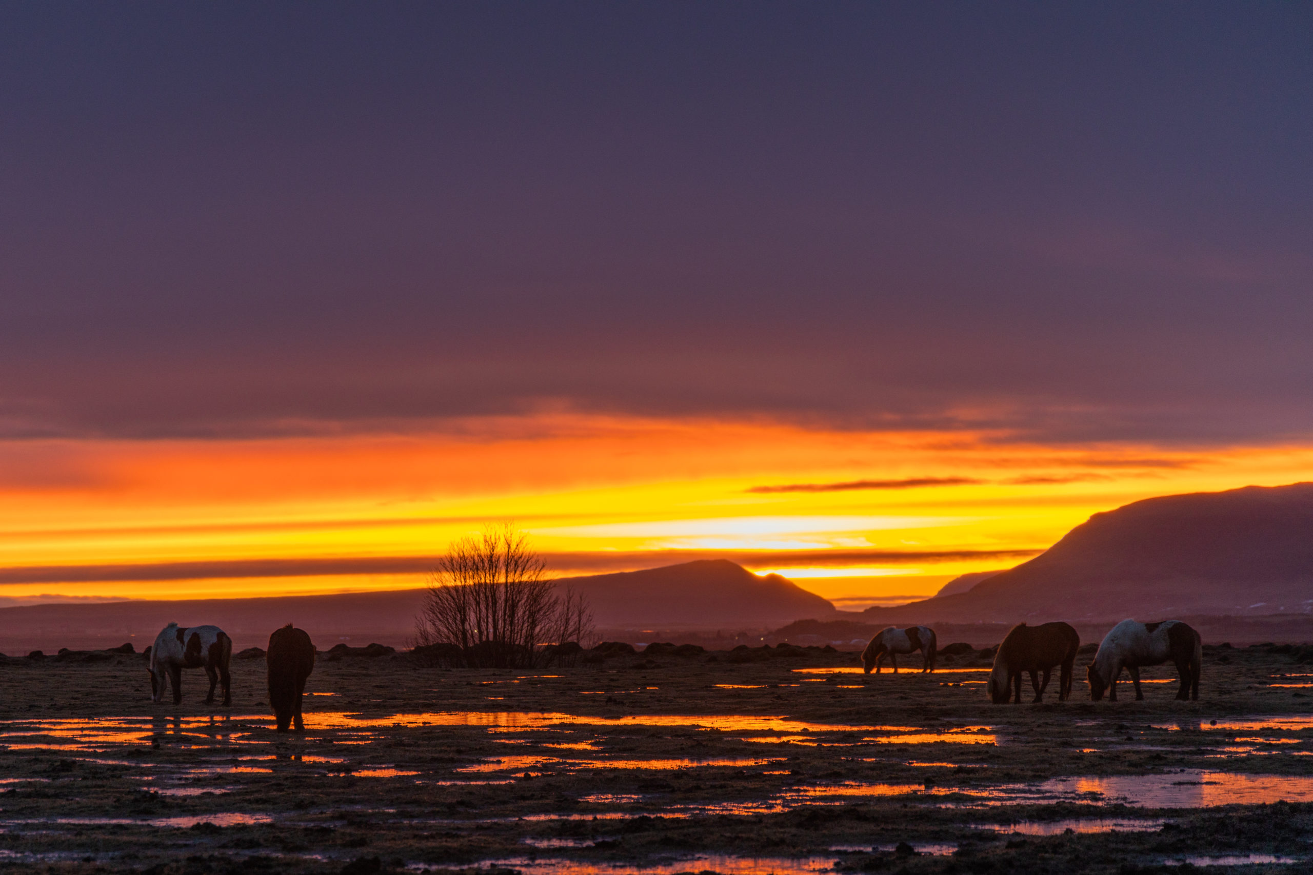 A Herd of Icelandic horses in a field during sunset
