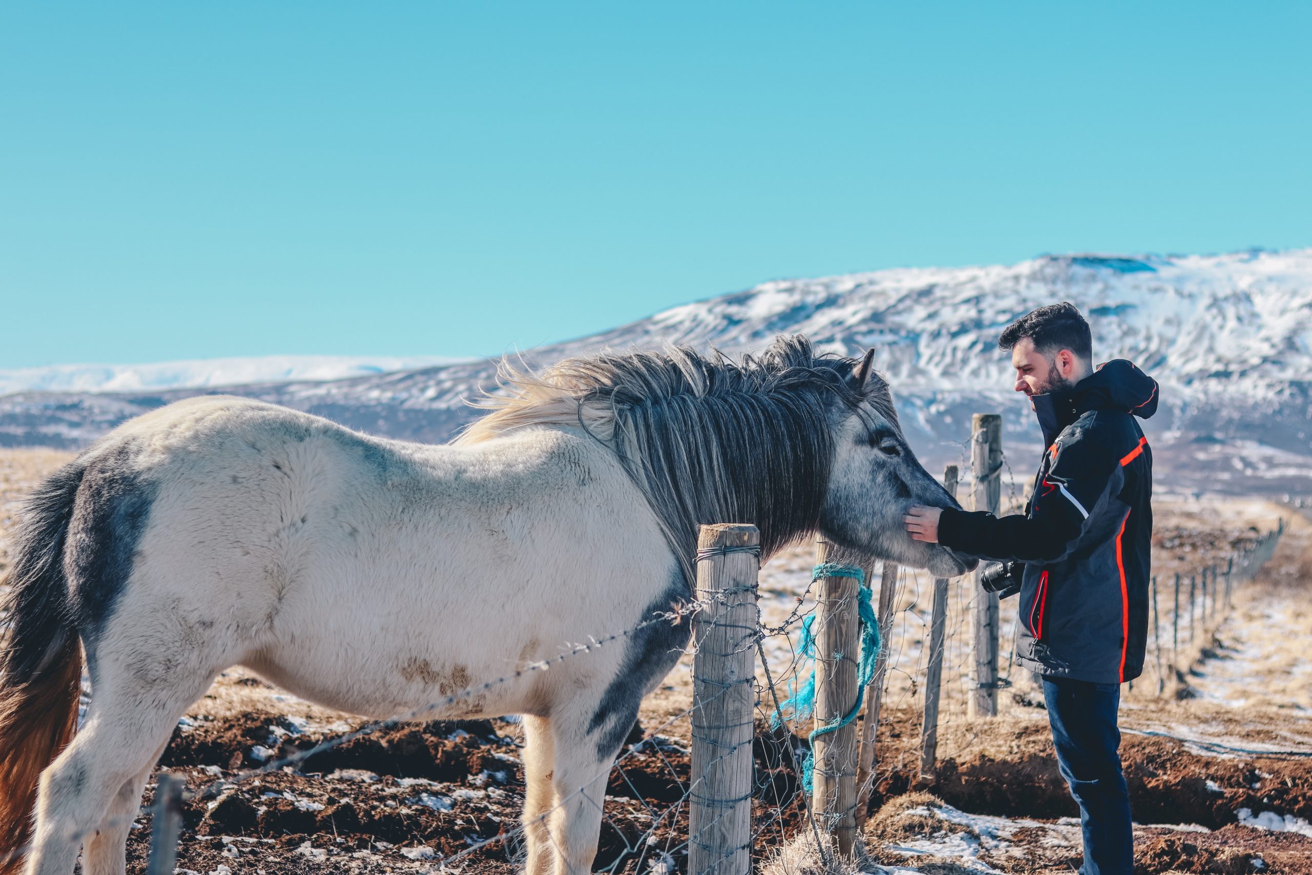 A man greets a horse in Iceland