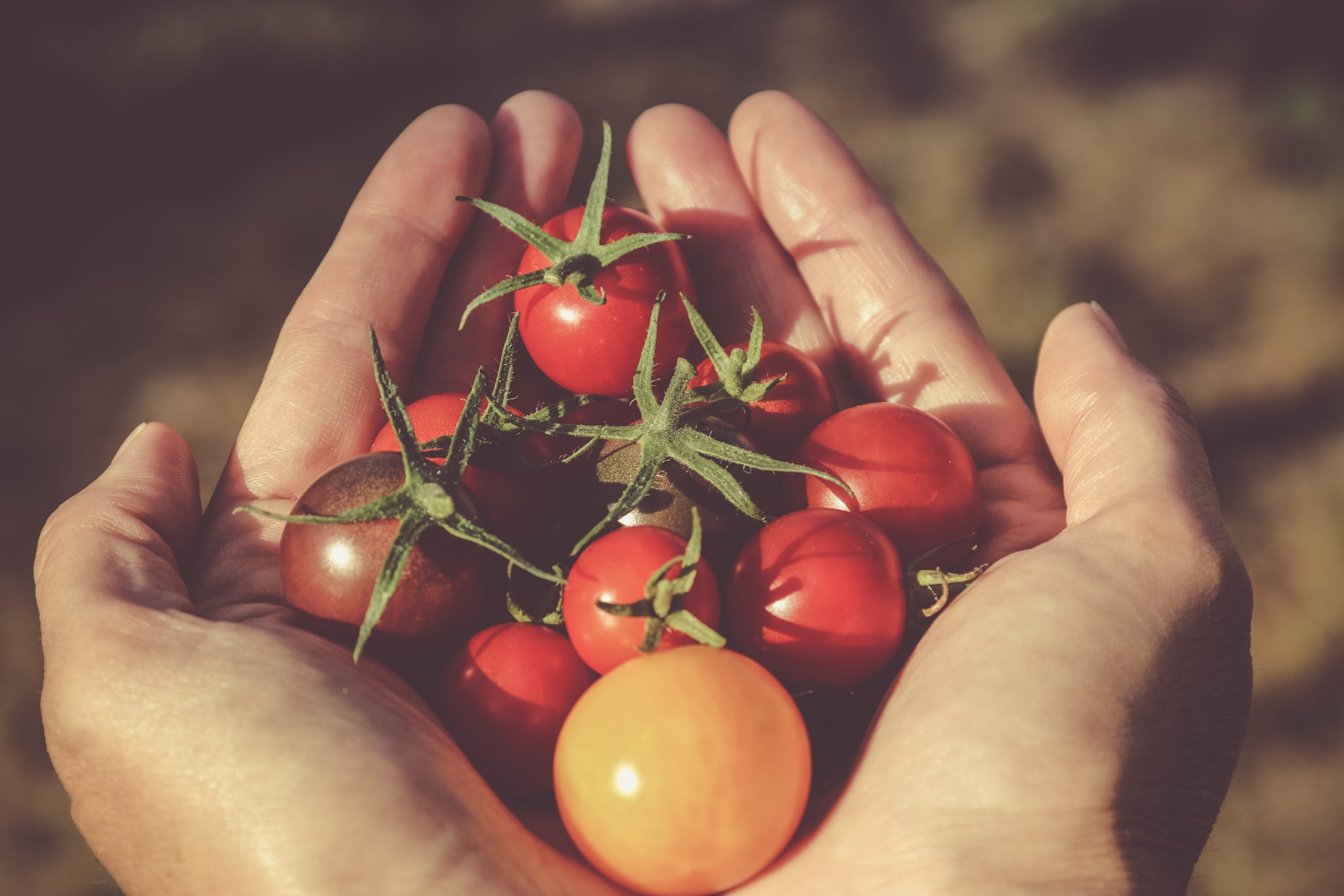 Tomatoes in the hand