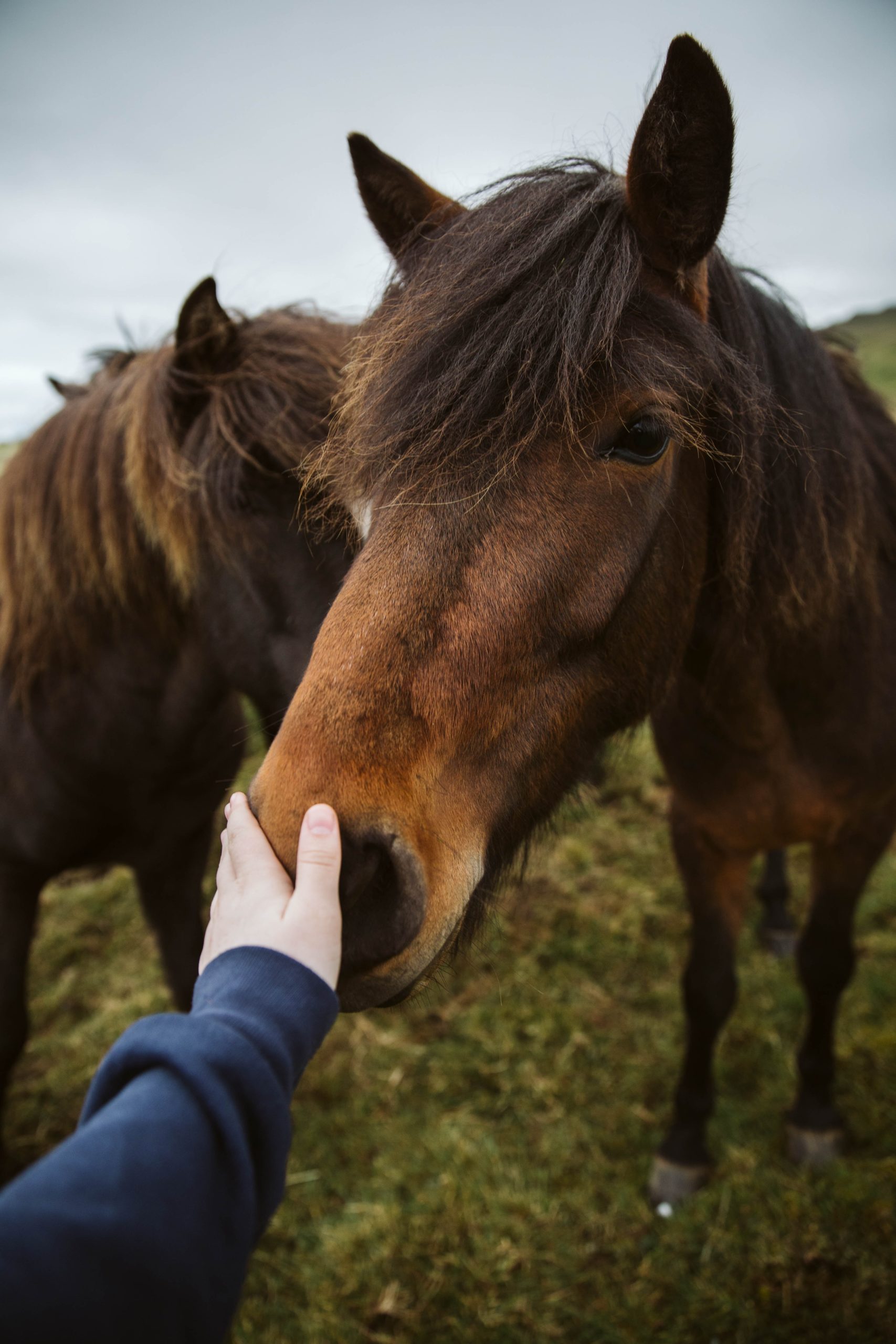 Petting Icelandic Horses