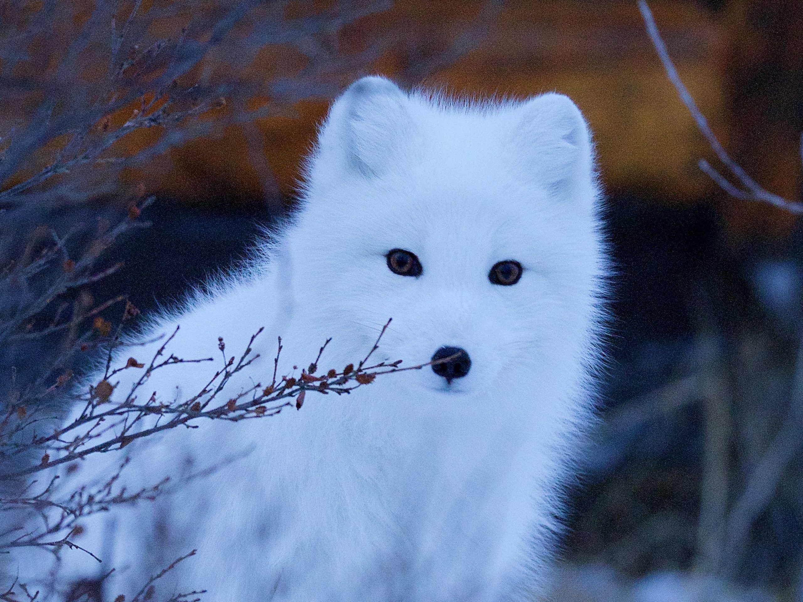 A white arctic fox in Iceland