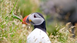An Atlantic Puffin at Dyrh&oacute;laey.
