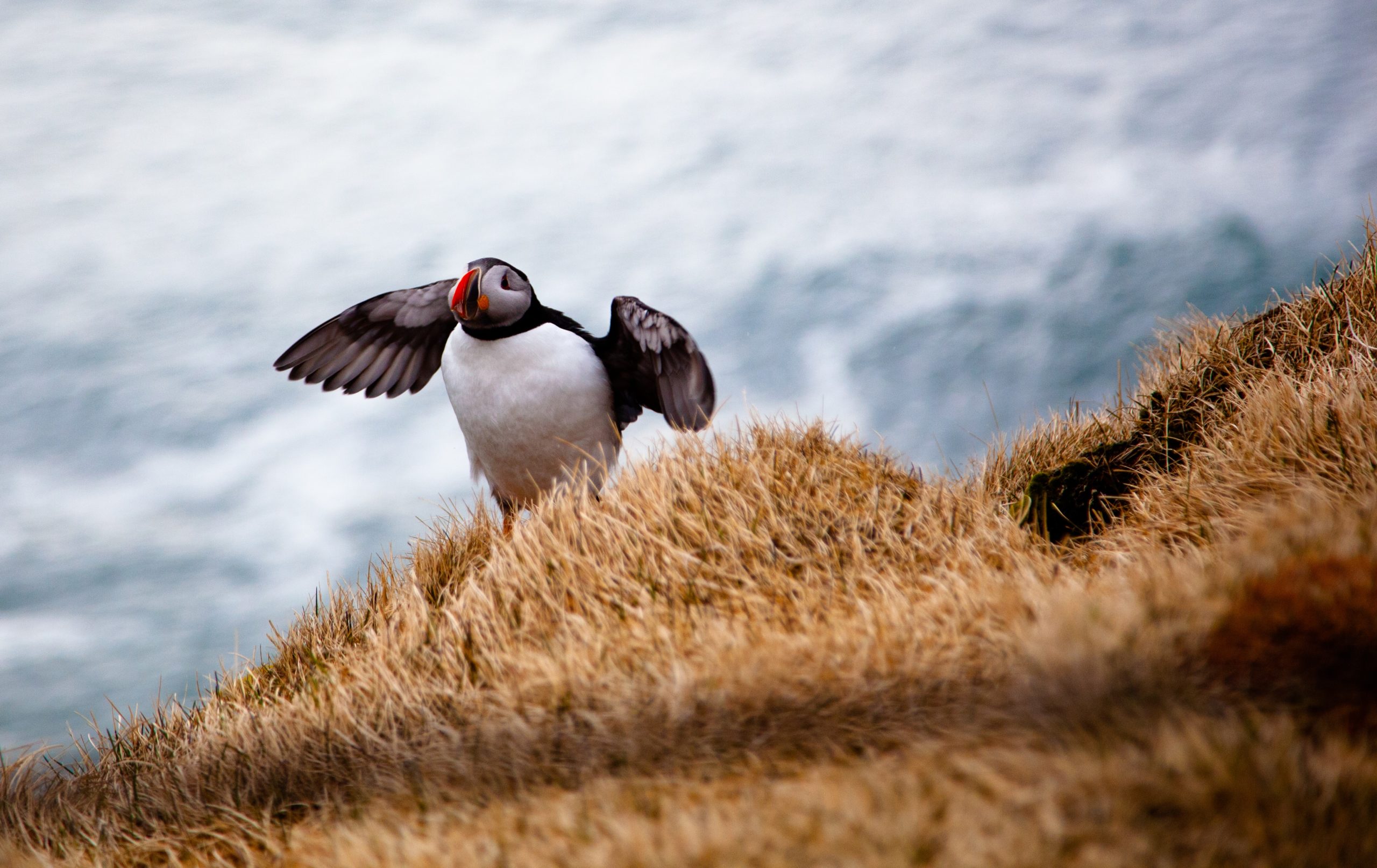 An Atlantic Puffin about to take flight