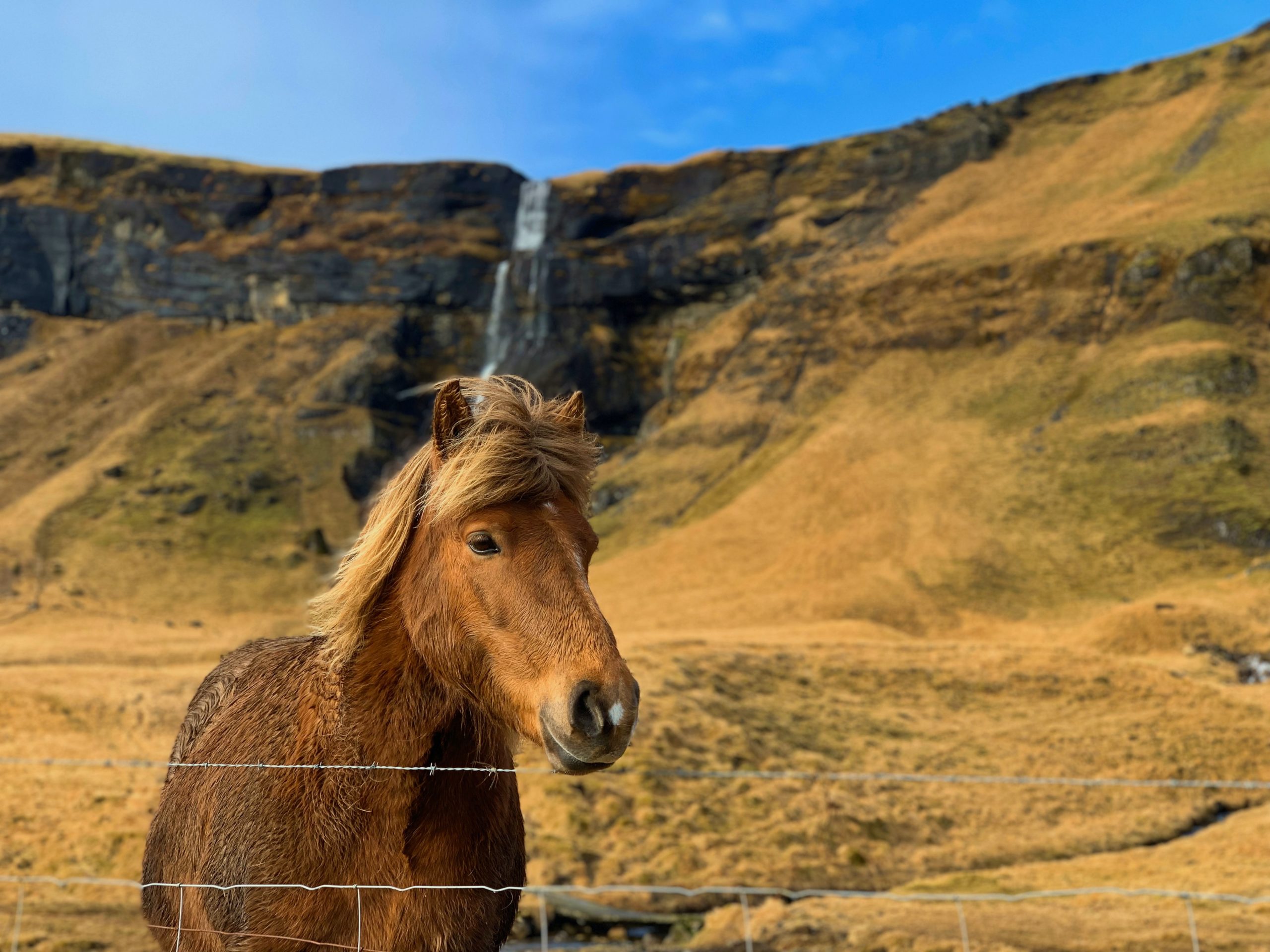 An icelandic horse stood in front of Seljalandsfoss waterfall