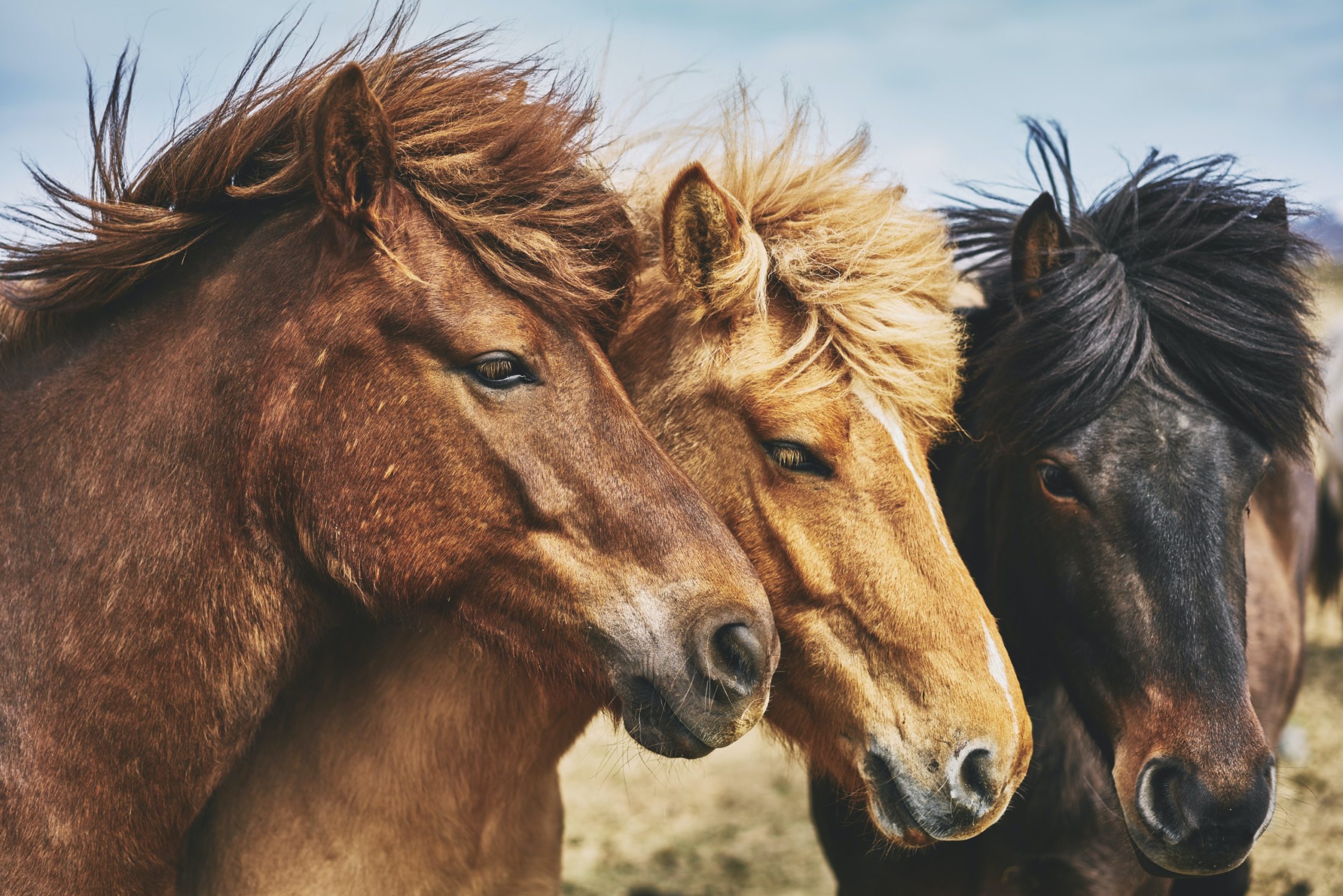 Everything you need to know about majestic Icelandic Horses Buubble