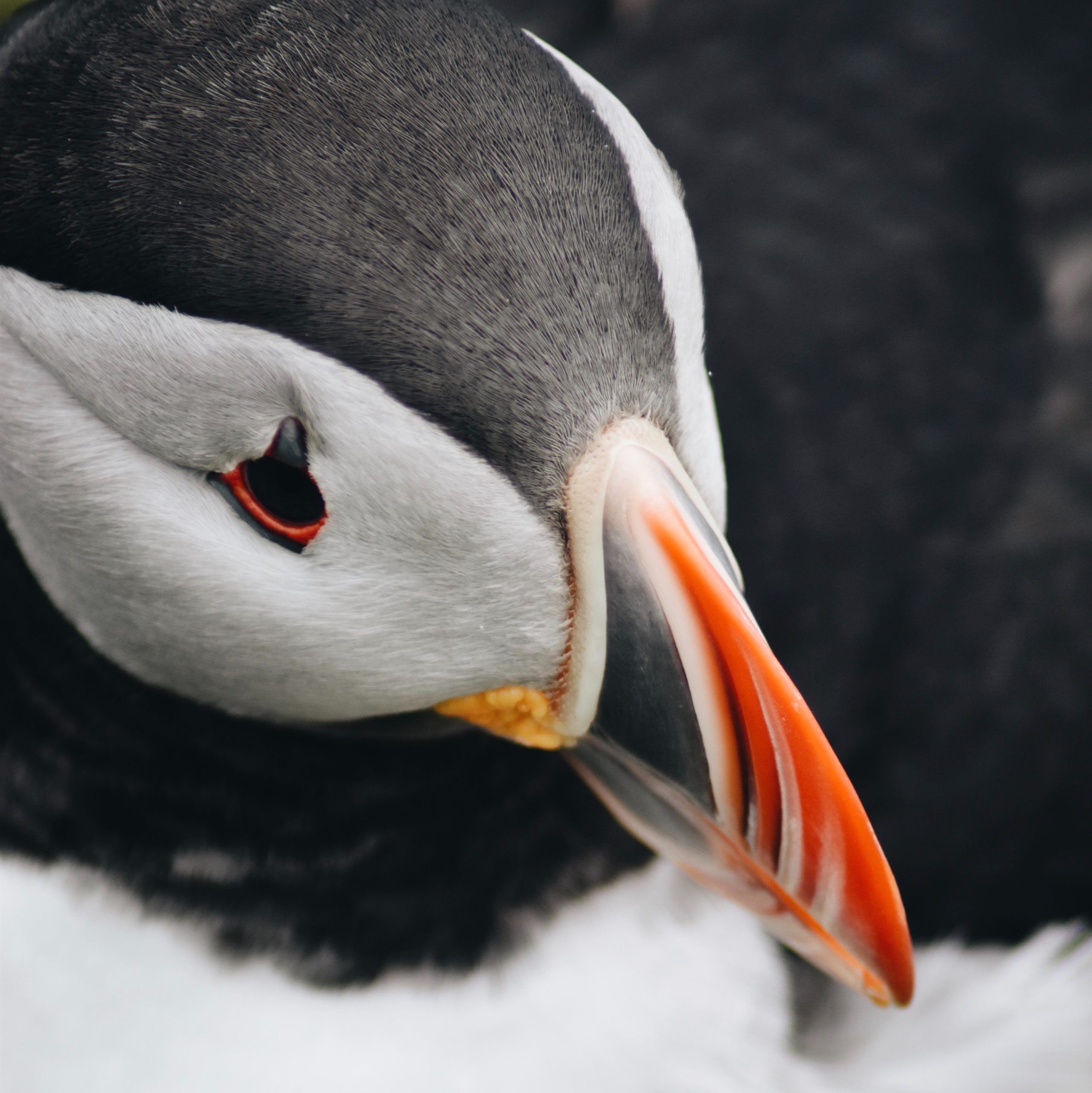 Atlantic Puffins are known for their colourful bills
