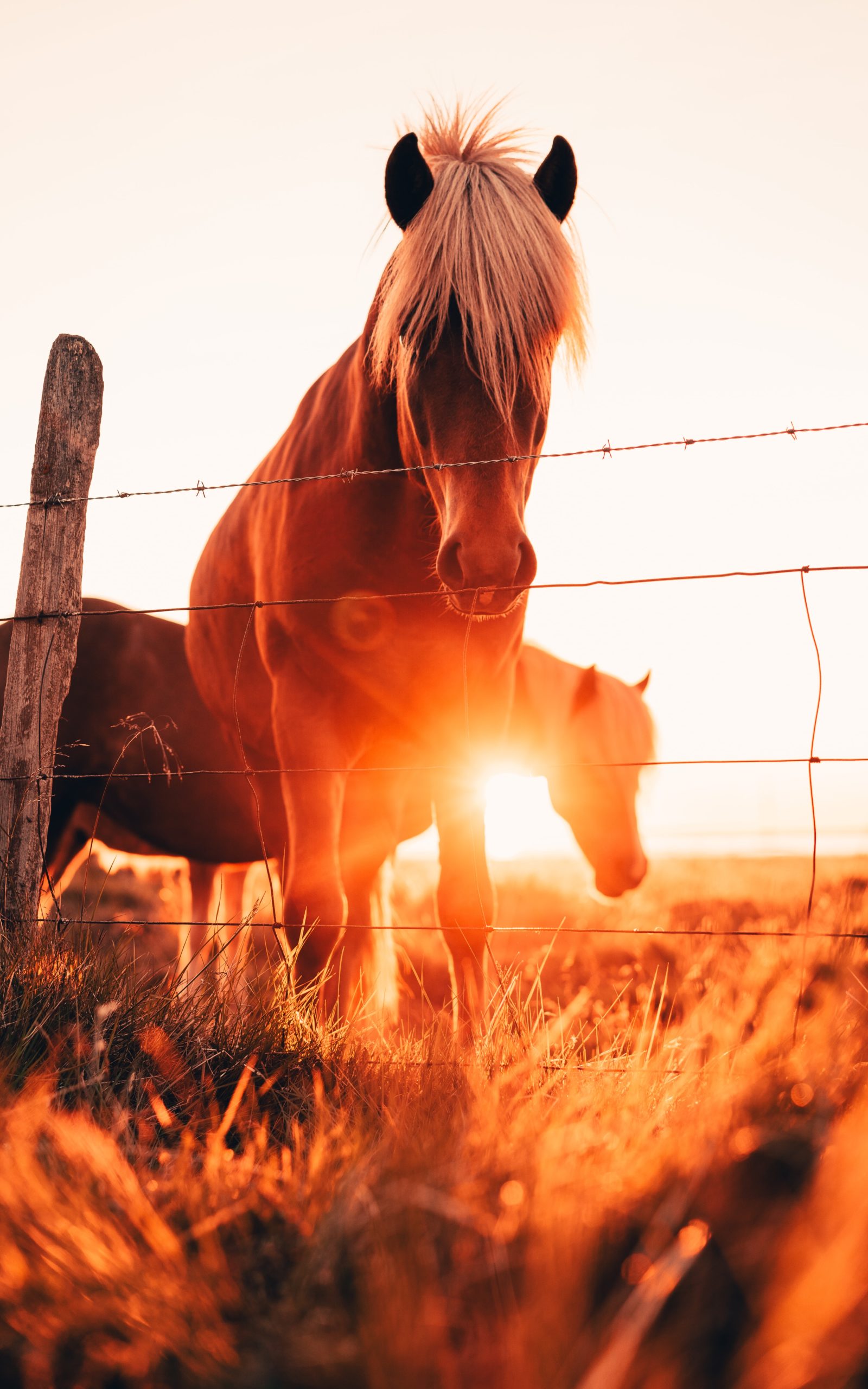 Two Icelandic horses enjoying the sunset.