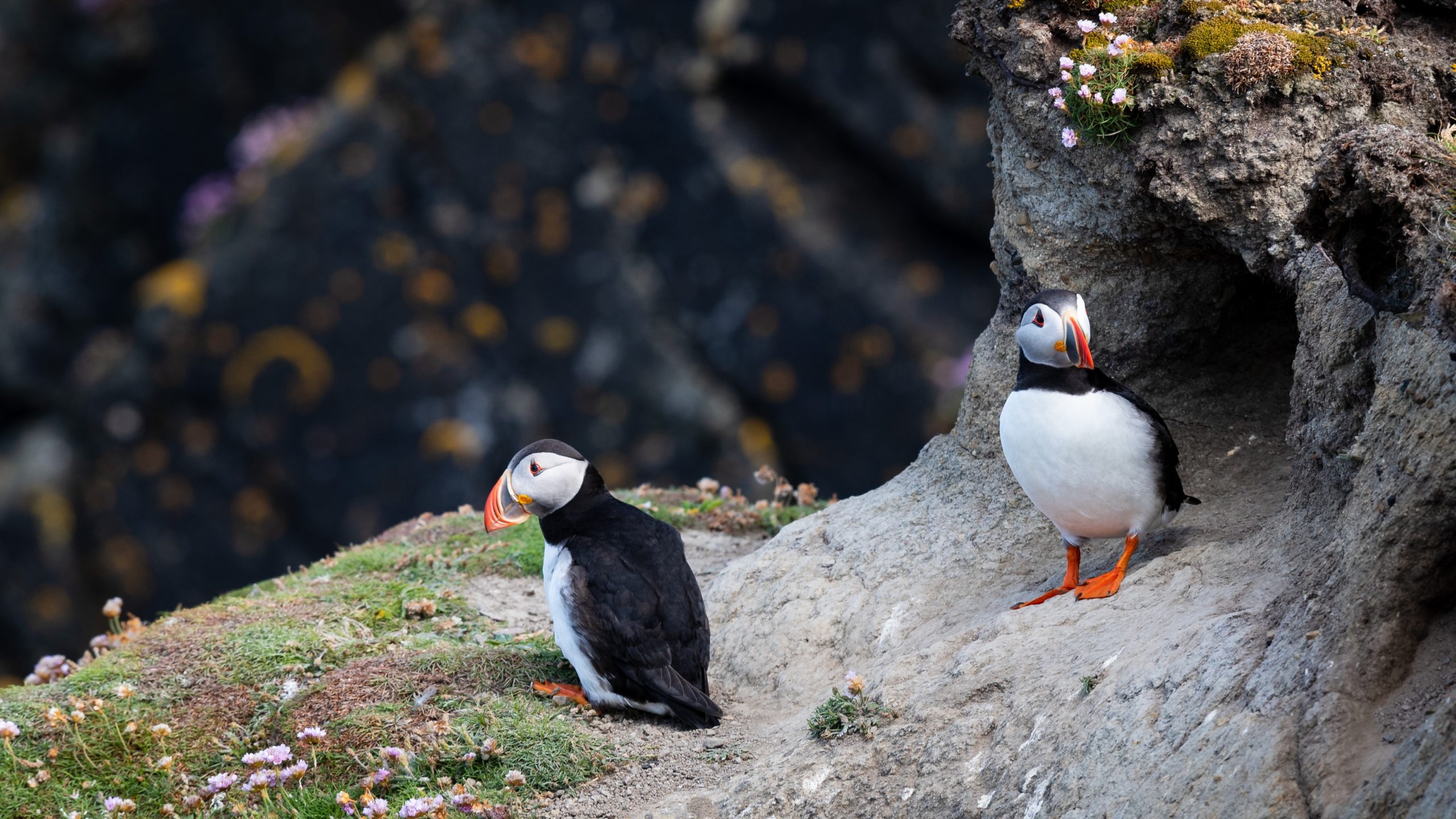 Two Puffins in Iceland