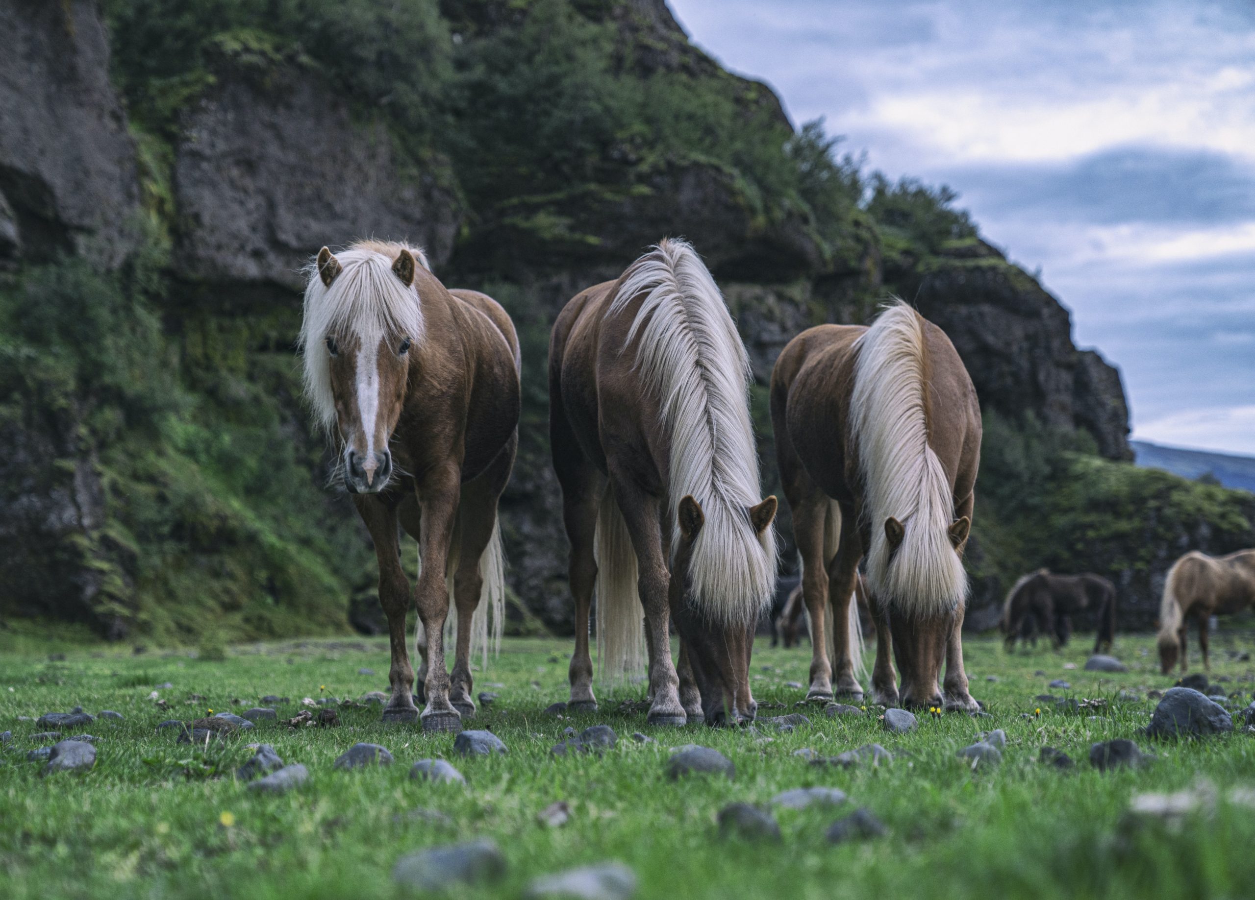 Icelandic horses grazing