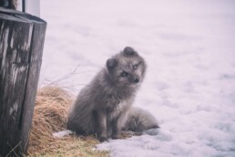 An Arctic Fox in Iceland