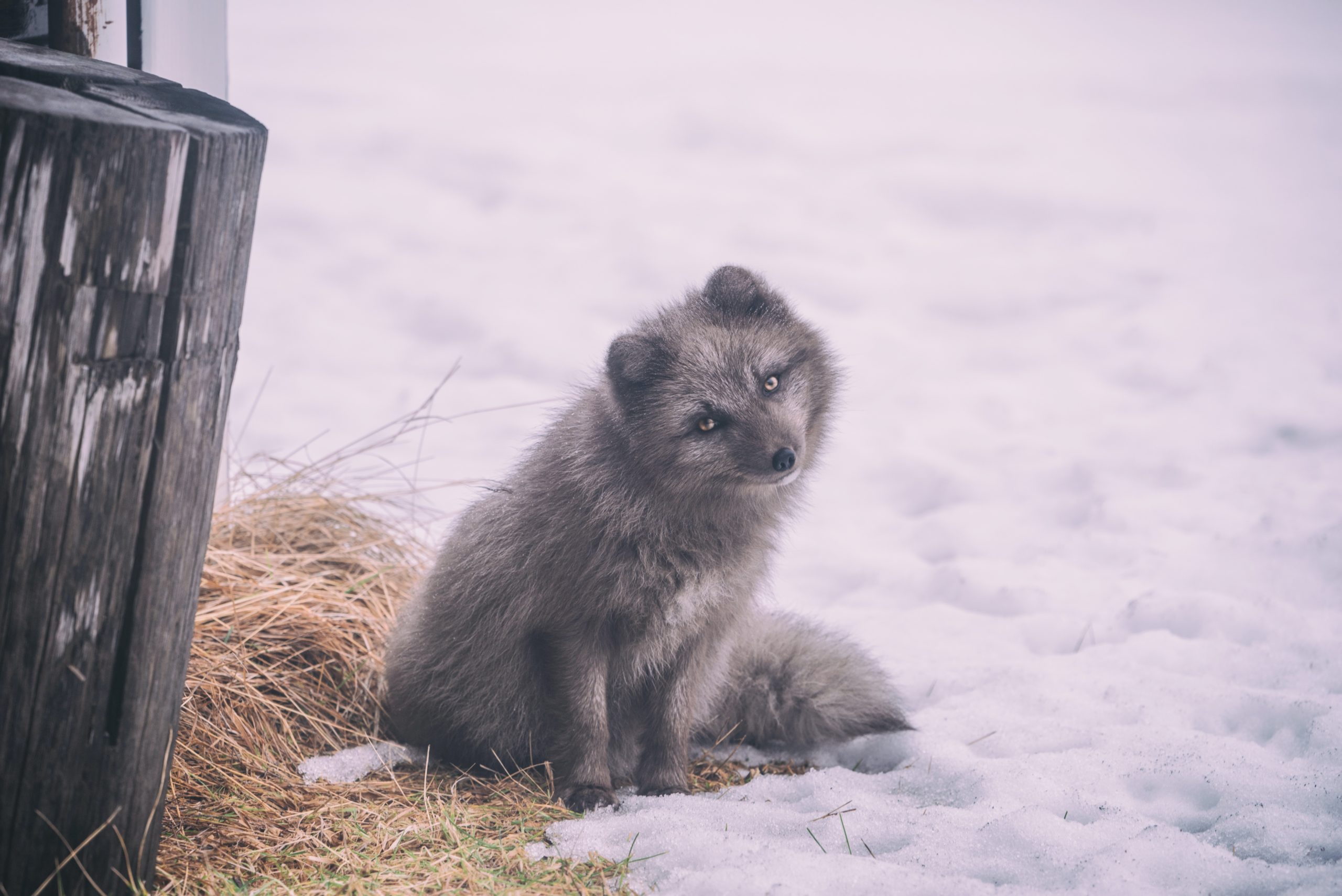 An Arctic Fox in Iceland