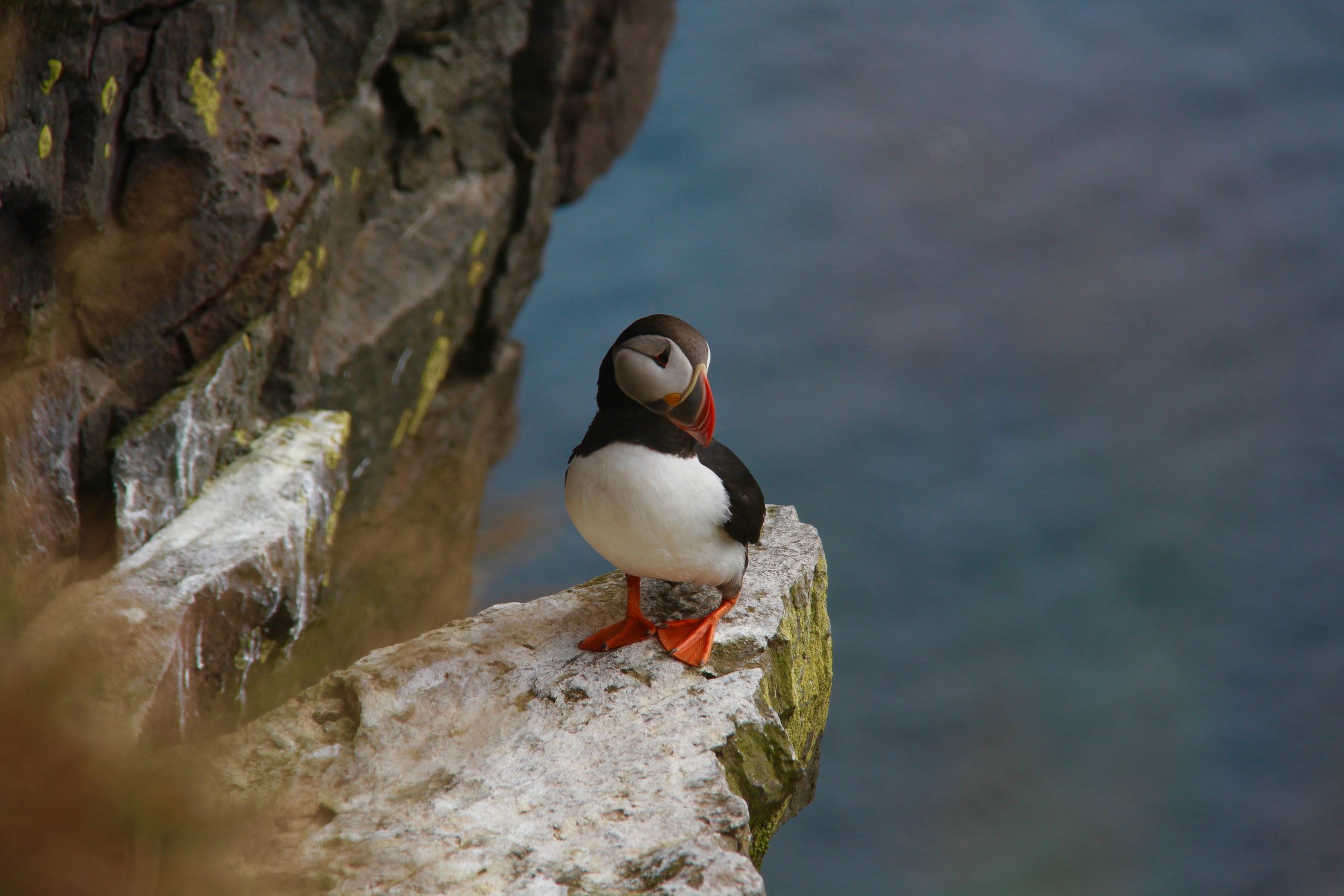 An Atlantic Puffin in Iceland