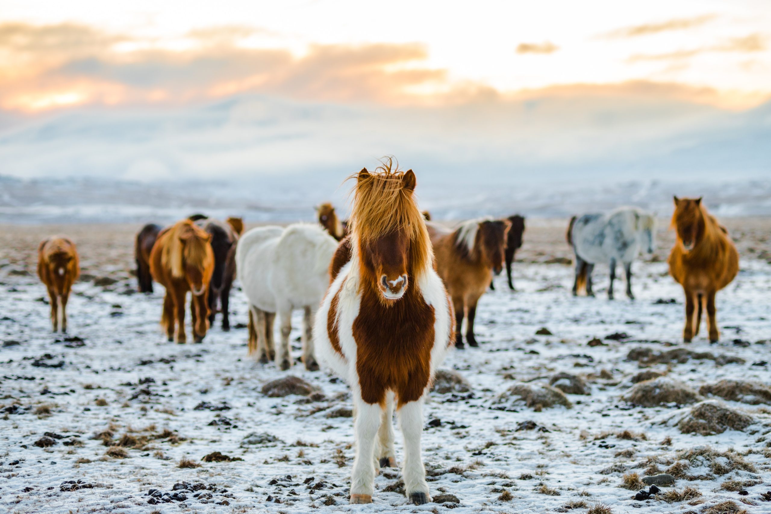 A herd of horses during winter.