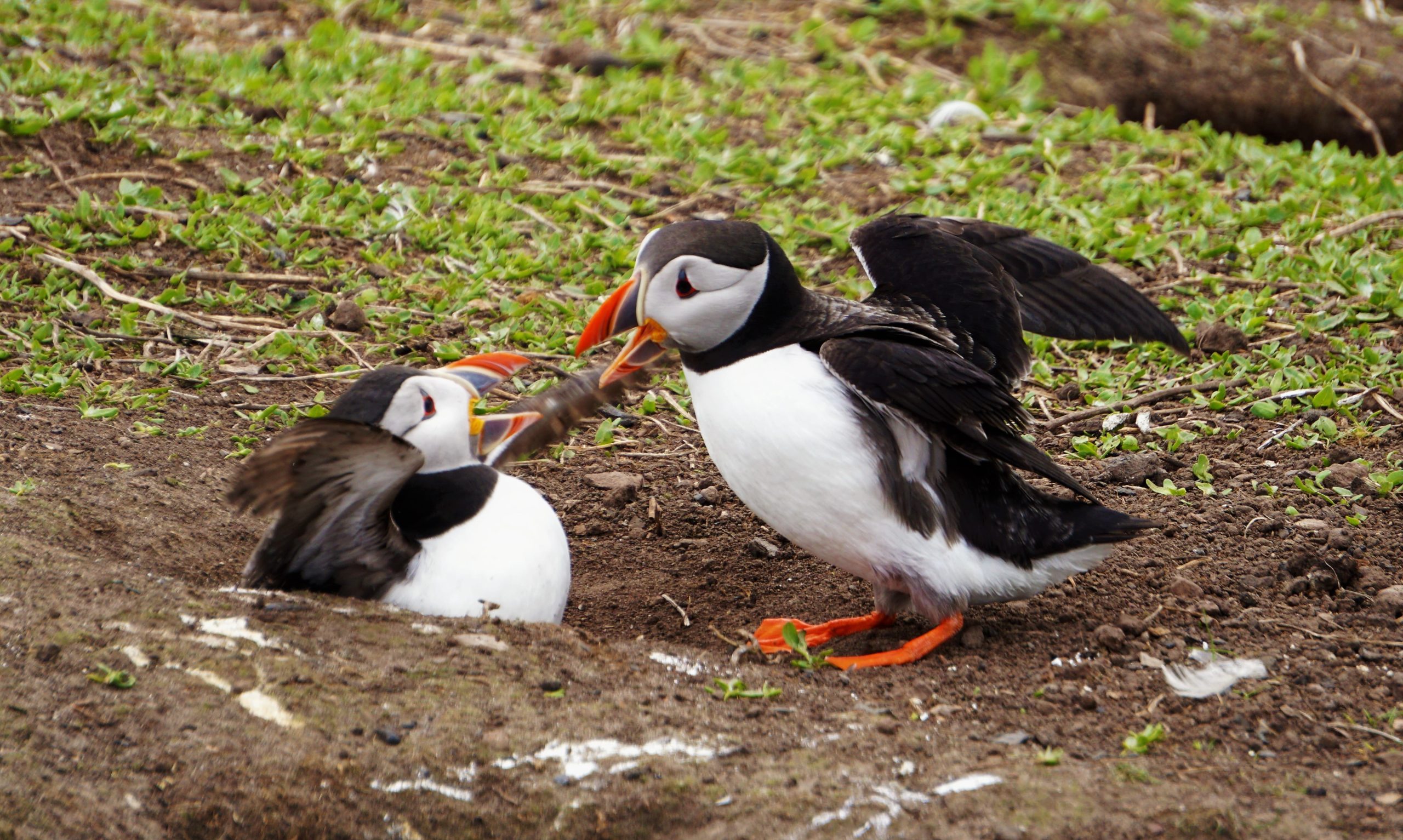 Puffins Fighting