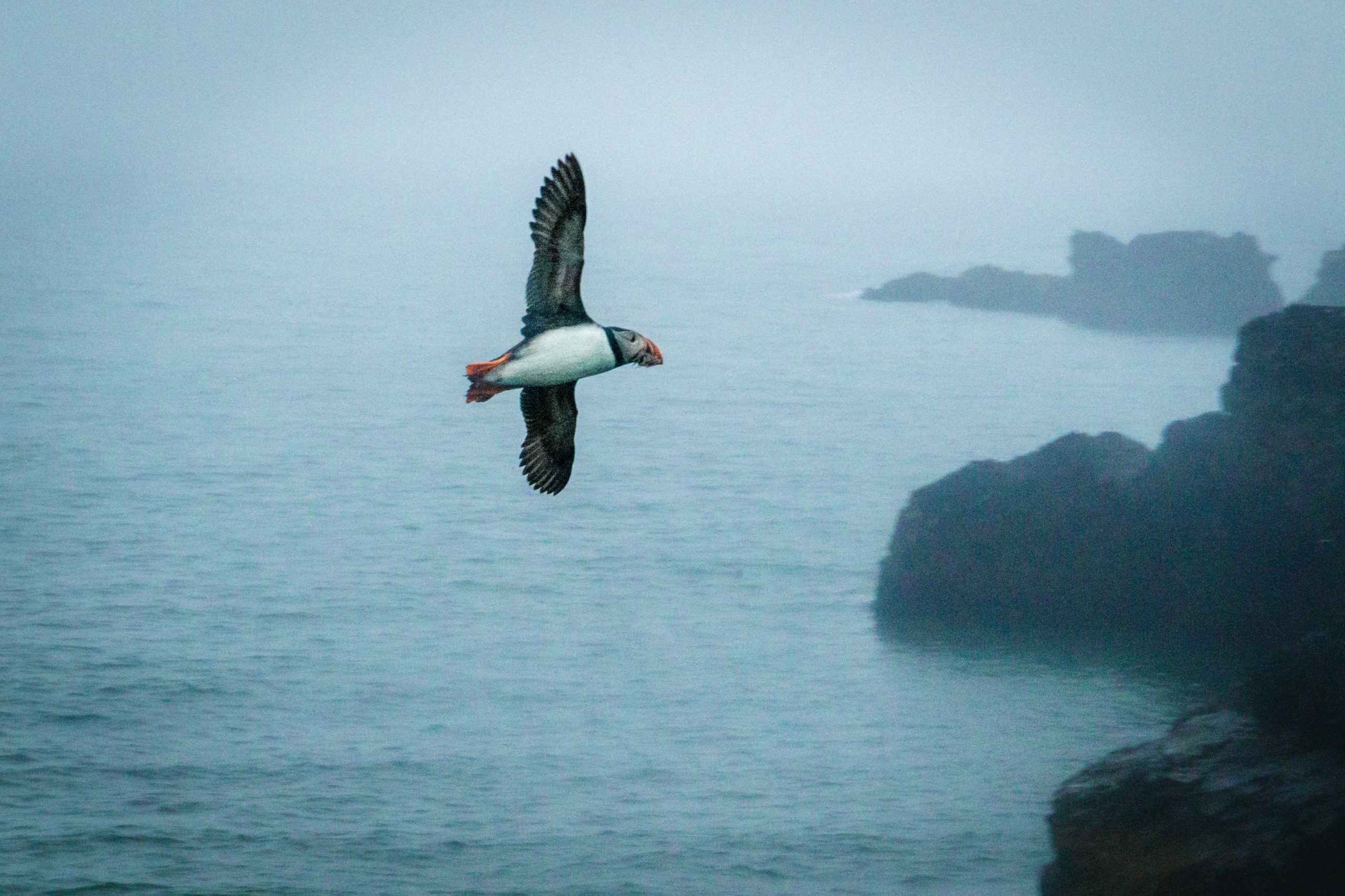 A Puffin soaring over a sultry Icelandic coastline