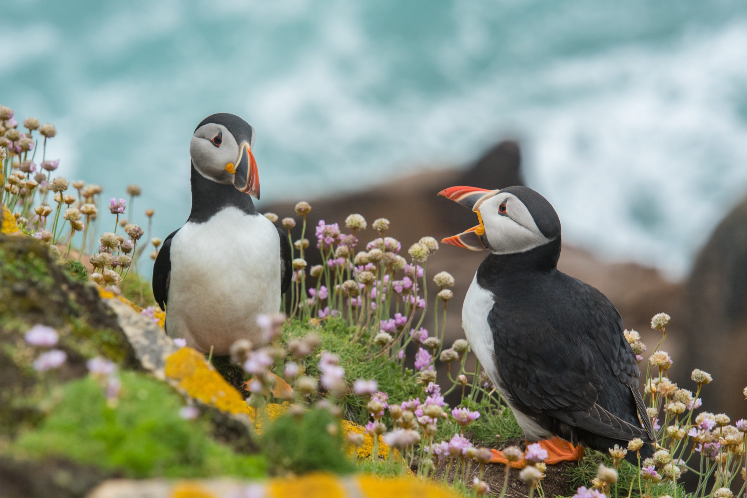 where to see puffins in iceland