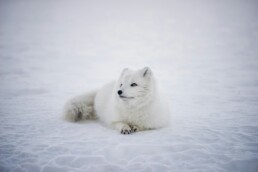 arctic fox